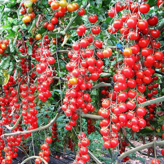 Seeds Vine Tomato Indeterminate Non GMO Heirloom
