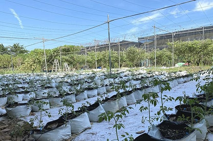 HORTIPOTS 0.5 Gal Black and White Plastic Grow Bags 1/2 Gallon (Pack of 100)