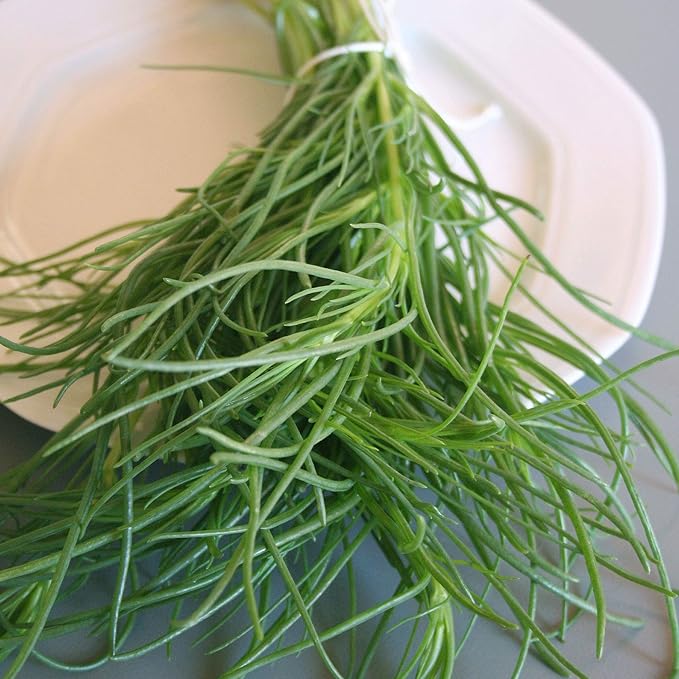 Saltwort Seeds - 0.25 Oz ~1,925 Seeds - Salsola Kali - Medicinal & Herbal Tea Herb Gardening Seed - Non-GMO, Heirloom, Open Pollinated, Annual