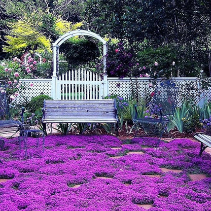 18000+ Magic Creeping Thyme Seeds for Planting Ground Cover Plants Heirloom Flowers Perennial Thyme Non-GMO Thymus Serpyllum Seed