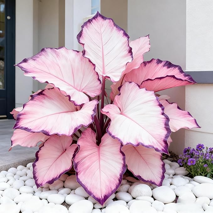 200+ Hosta Seeds for Planting, Mixed Rare Perennial Hosta Seed, Attract Pollinators, Heirloom Non-GMO Hosta Seeds for Bonsai Decoration, Home Garden