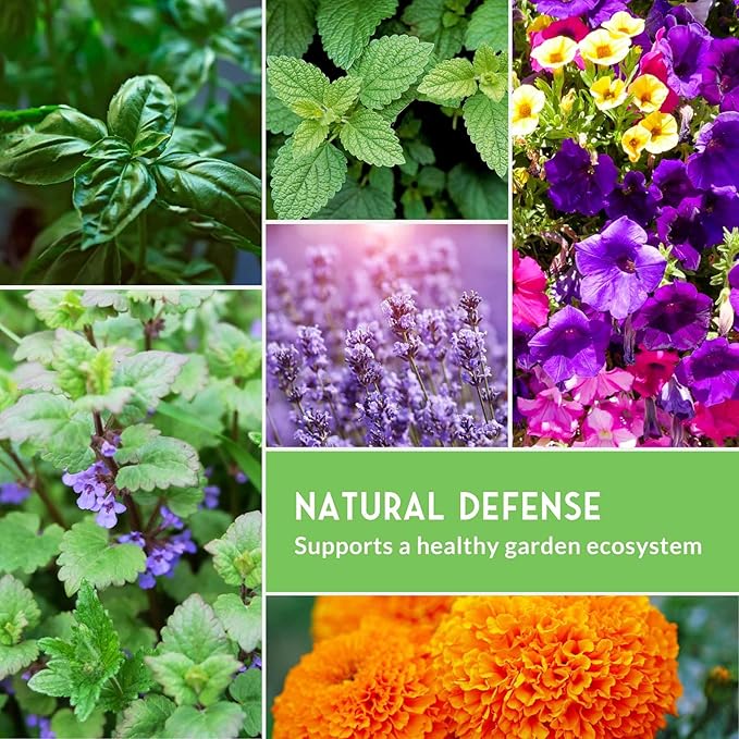 Pest Defense 6 Pack Seeds for Planting - Heirloom Lavender, Hyssop, Catnip, Marigold, Petunia, Basil - Natural Pest Deterrents for Outdoor & Indoor Spaces - Survival Garden Seeds
