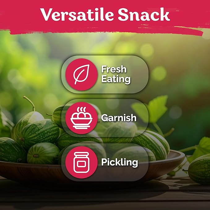 KVITER 75 Cucamelon Seeds for Planting (Melothria Scabra) – Mexican Sour Gherkin Seeds, Gherkin Cucumber, Mexican Mini Watermelon – Heirloom Vegetable Seed for Outdoor & Indoor Garden, Containers