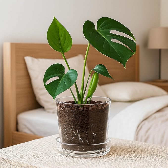 Phoenix Vine 8 Inch 10 Inch Clear Acrylic Houseplants Planter Pot with Tray, Orchid Pot with Drainage Holes, Deep Saucer for Bottom Watering, Transparent Containers for Indoor Plants, Herbs, 91-B-Y