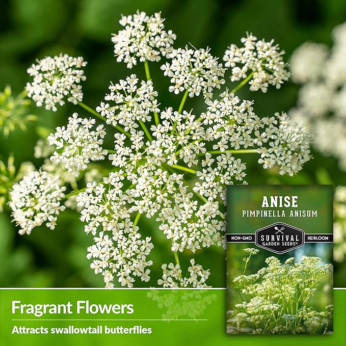 Anise Seeds for Planting - Sweet Anise Herb (Pimpinella anisum) - Culinary and Tea Garden Variety, Heirloom Non GMO - Survival Garden Seeds (2 Pack)