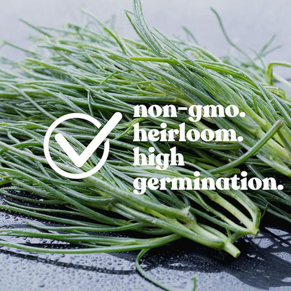 Saltwort Seeds - 1 g Packet ~250 Seeds - Salsola Kali - Medicinal & Herbal Tea Herb Gardening Seeds - Non-GMO, Heirloom, Open Pollinated, Annual