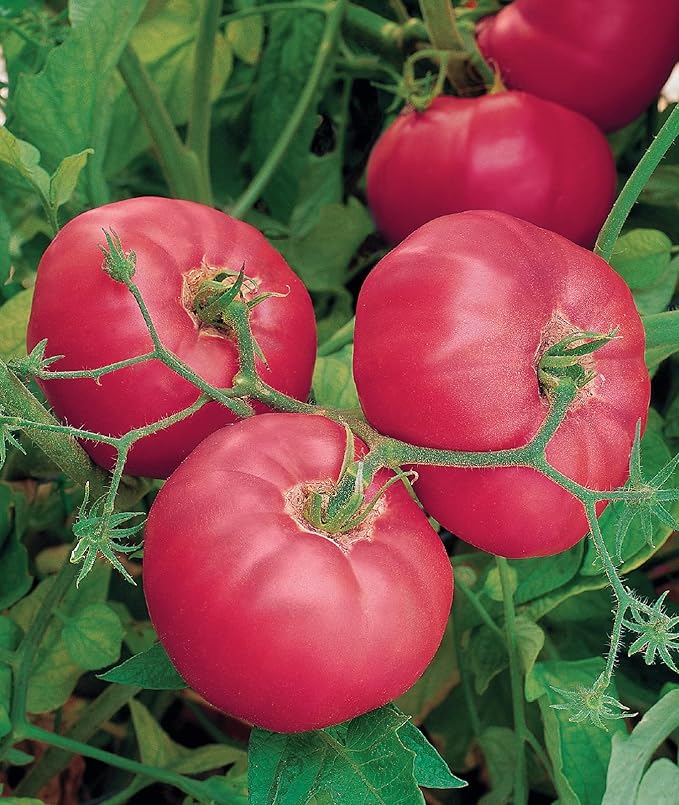 Burpee 'Brandy Boy', Hybrid Beefsteak Slicing Variety, Large Red Fresh Indeterminate Tomato, 35 Non-GMO Seeds