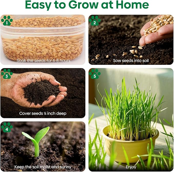 Cat Grass Seeds 8oz, Non-GMO Wheat Cat Grass Seeeds & Oat Seeds Mix, High Germination Cat Grass Seeds Grown in USA for Indoor Cats