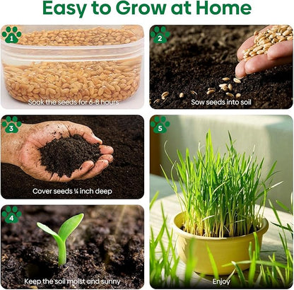 Cat Grass Seeds 8oz, Non-GMO Wheat Cat Grass Seeeds & Oat Seeds Mix, High Germination Cat Grass Seeds Grown in USA for Indoor Cats