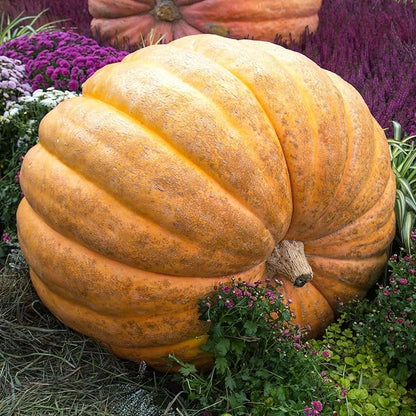 Eden Brothers Pumpkin Seeds - Atlantic Giant Non-GMO Seeds for Planting, 1/4 Pound | High-Yielding, Fast Growing Vegetable Seeds, Plant During Warm Season, Zones 3, 4, 5, 6, 7, 8, 9, 10