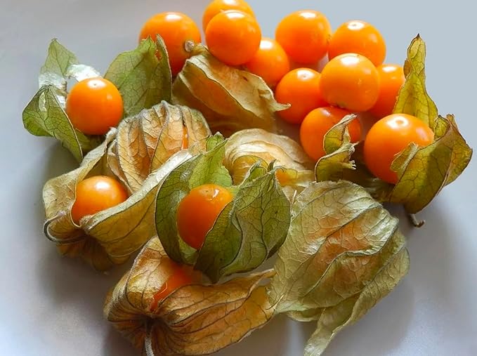 200+ Seeds Strawberry Ground Cherry - Physalis - Vegetable Orange