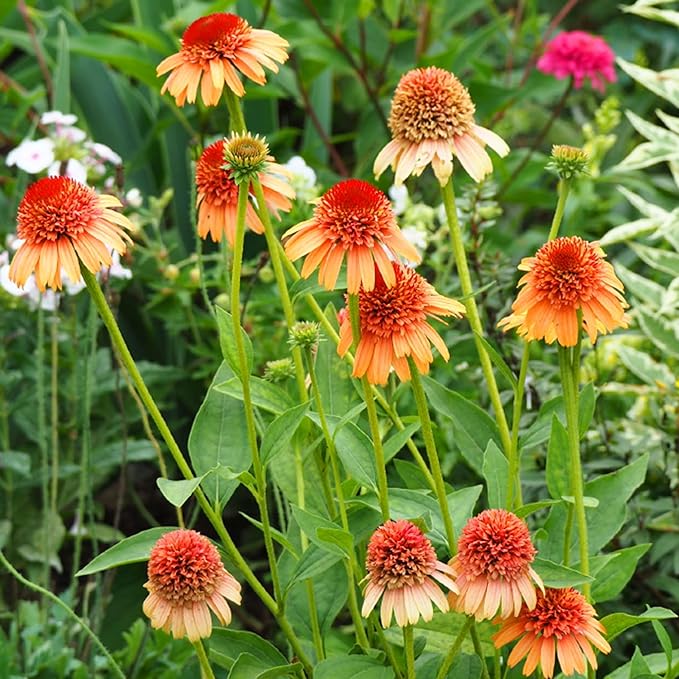 Echinacea Coneflower Seeds for Planting, 200+pcs Rare PerennialEchinacea Flower Seeds Plants, Non-GMO Heirloom Landscape Hardy Garden Colored Flowers for Outdoors