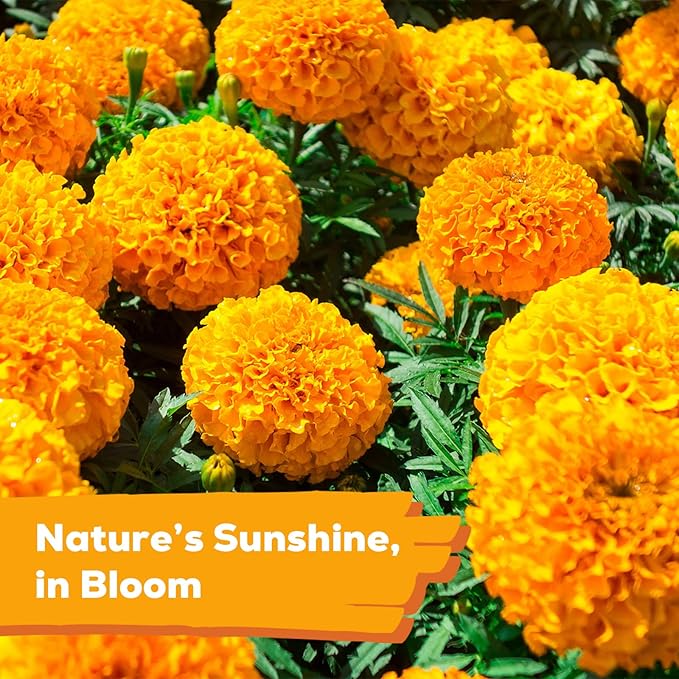 Petite French Marigold Seeds for Planting, 400+ Flower Seeds Non-GMO Heirloom Seed Packet,Home and Garden Easy to Grow, Indoor & Outdoor Gardening, Companion Plant & Quick Blooming
