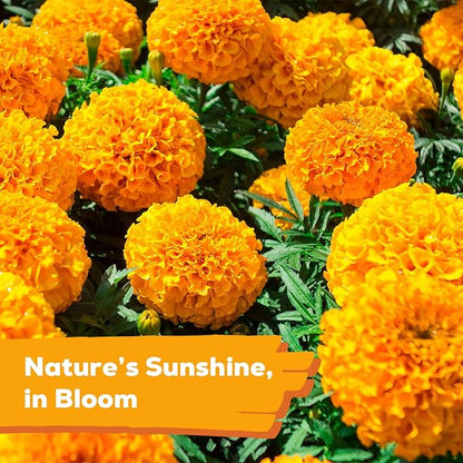 Petite French Marigold Seeds for Planting, 400+ Flower Seeds Non-GMO Heirloom Seed Packet,Home and Garden Easy to Grow, Indoor & Outdoor Gardening, Companion Plant & Quick Blooming