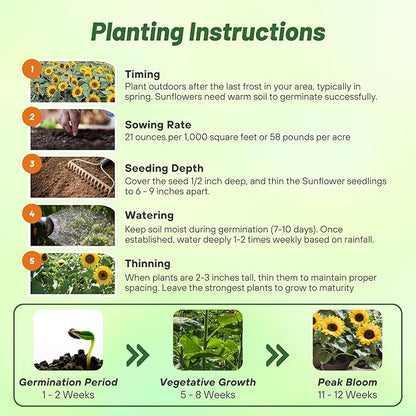 Outsidepride Dwarf Sunspot Sunflower Seeds for Planting - 1/4 Lb. Annual, Easy to Grow Flower Seeds w/Vibrant, Abundant Blooms for Cut Flower Arrangements & Pollinator & Vegetable Gardens