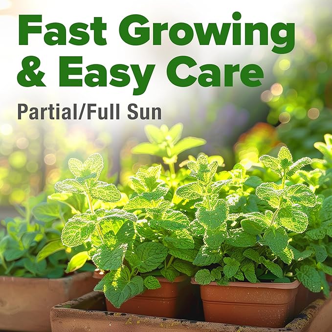 HOME GROWN Non GMO Common Mint Seeds (Bulk Pack) 1,800 Heirloom Herb Seeds, USA Sourced | Ideal for Planting Outdoors or Indoors for a Fresh Mint Tea Garden (Mentha spp)