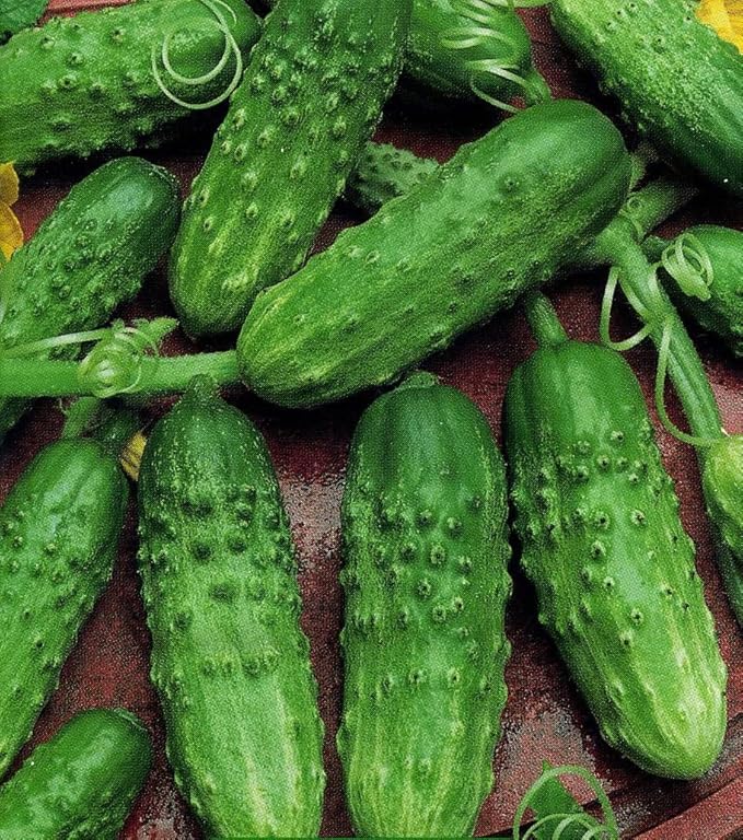 Seeds Self-Pollinated Cucumber Market/Indoor / 38 Days/Non GMO/Hybrid