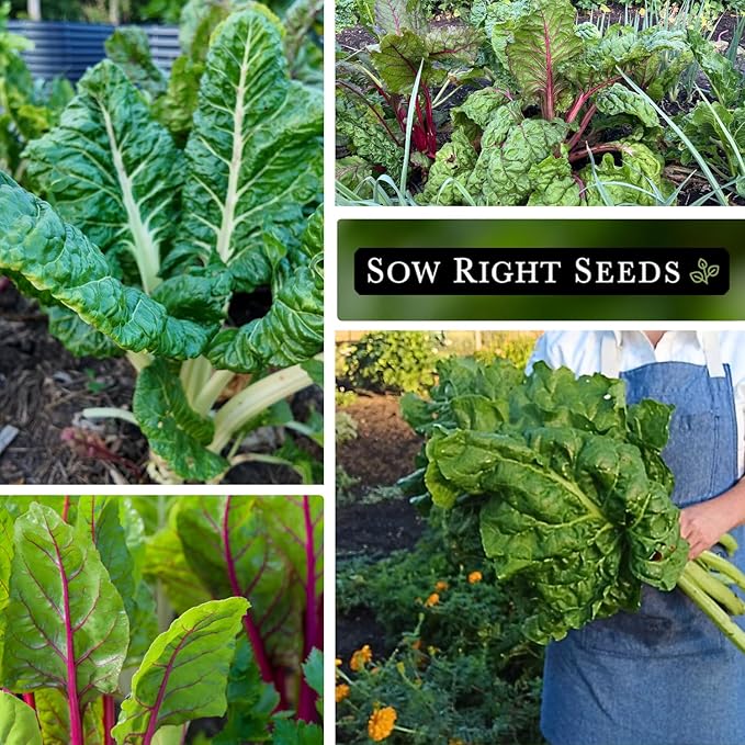 Sow Right Seeds - Swiss Chard Seed Collection for Planting - Includes Rainbow, Fordhook, Ruby Red - Non-GMO Heirloom Varieties - Perfect for a Vegetable Garden - Grow Your Own Leafy Greens