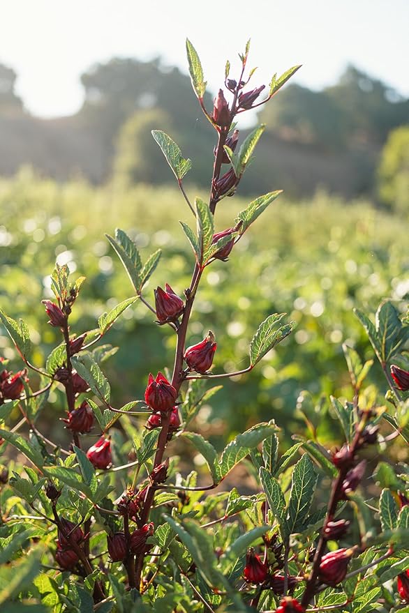 Plant Good Seed Organic Hibiscus sabdariffa/Jamaica/Red Roselle Seeds for Planting: Culinary and Tea Herb, Red Fleshy Calyces - 30 Seed Packet