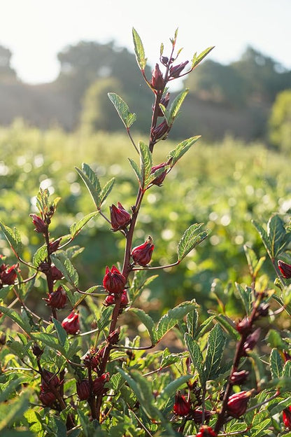 Plant Good Seed Organic Hibiscus sabdariffa/Jamaica/Red Roselle Seeds for Planting: Culinary and Tea Herb, Red Fleshy Calyces - 30 Seed Packet