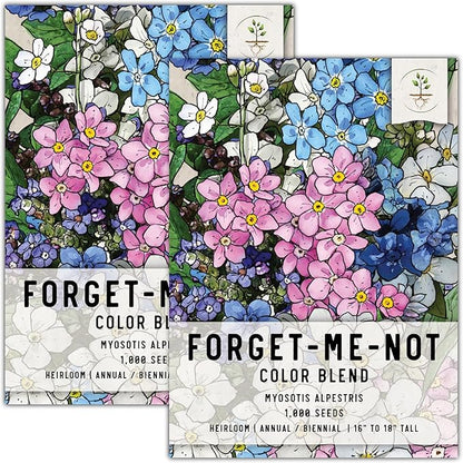 Seed Needs, Mixed Forget Me Not Seeds - 1,000 Heirloom Seeds for Planting Myosotis alpestris - Pink Blue & White Blooms, Open Pollinated & Pollinator Friendly (2 Packs)