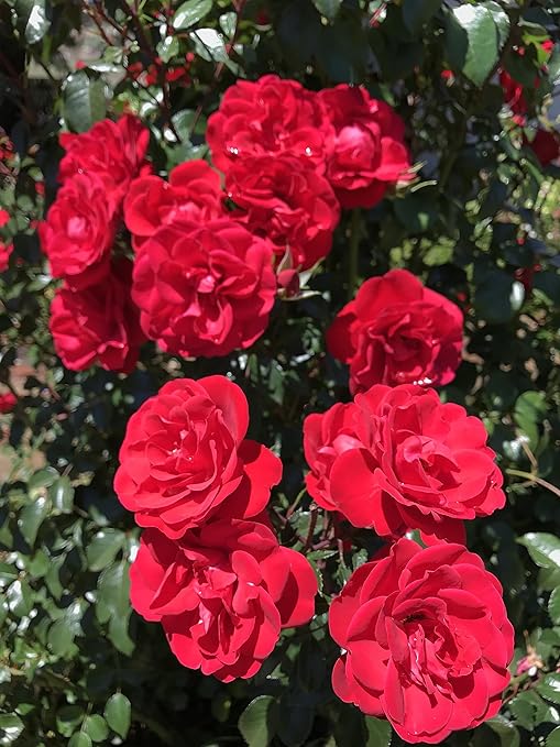 Peters Professional Bloom Booster 10-30-20 with Micronutrients. Great for All Flowering Plants - 1 Pound