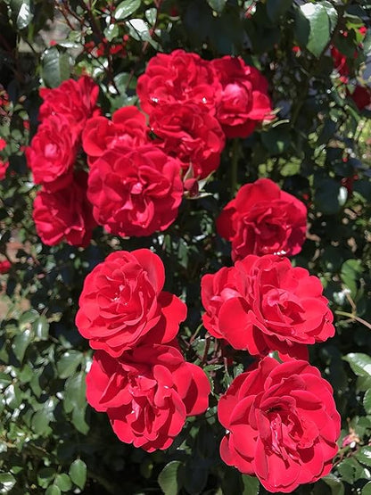 Peters Professional Bloom Booster 10-30-20 with Micronutrients. Great for All Flowering Plants - 1 Pound