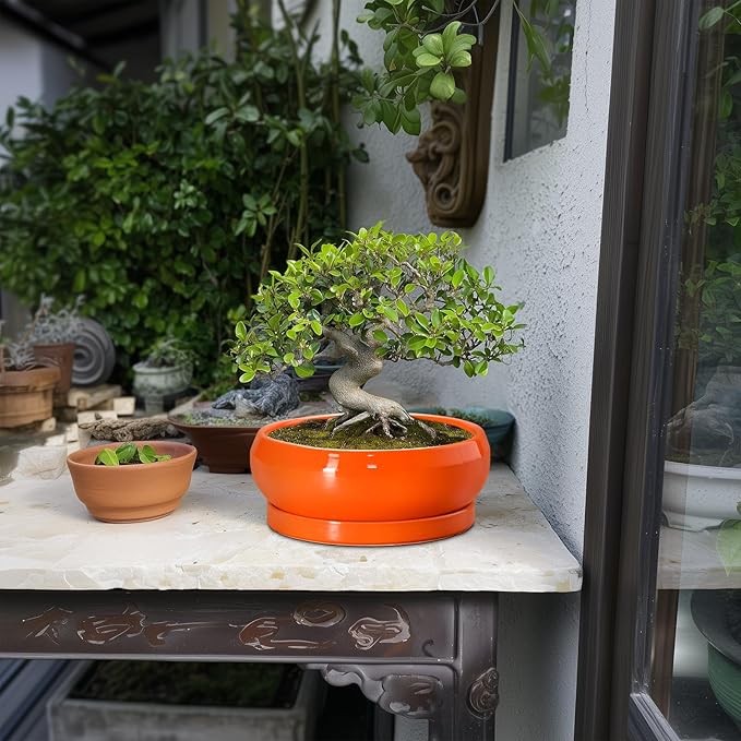Bonsai Pots 8 Inch - Ceramic Succulent Planter with Drainage Hole and Saucer, Shallow Plant Pot Indoor Outdoor, Round Bowl Planter, Bonsai Tree Pots, Table Decor, Plant Lover Gift, Orange