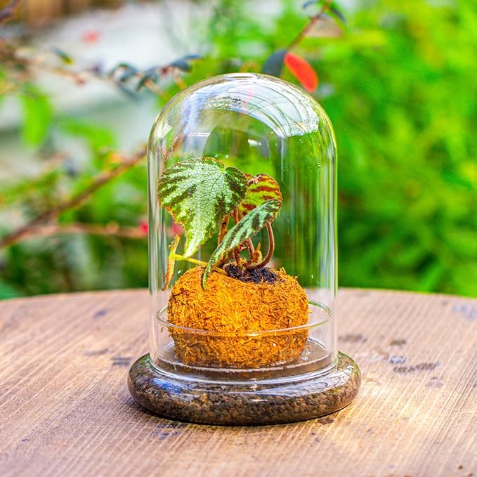 NCYP Glass Dome Cloche with Base and Air Hole - 5.9 x 5.9 x 8.2 Inches Indoor Tabletop Display Terrarium for Plant, Flower - Home Modern Decoration, Clear (No Plants)