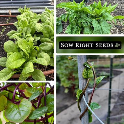 Sow Right Seeds - Spinach Seed Collection for Planting - Viroflay, Malabar & Bloomsdale Spinach - Cold Hardy Vegetable Seeds for Growing - Mix of Hardy, Flavorful Greens - Non-GMO Heirloom Packets