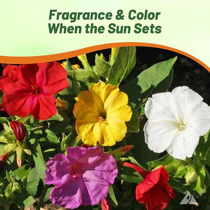 Outsidepride Mixed Four O'clock Flower Seeds - 5 lb Perennial Fragrant, Trumpet-Shaped Blooms, Deer-Proof & Easy to Grow, for Pollinator & Evening Gardens, Containers, Hedges, or Borders
