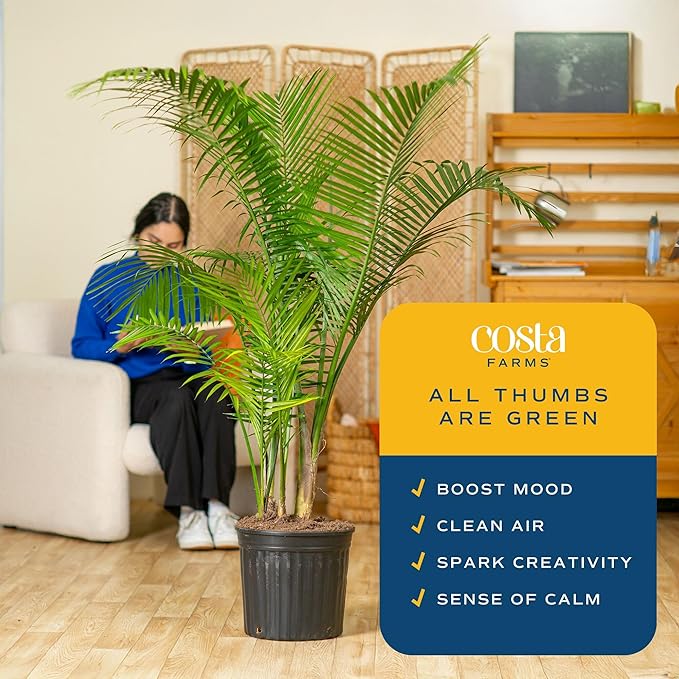 Costa Farms Majesty Palm Extra Large Live Plant in Plastic Pot, Large Indoor Houseplant, Perfect for Home, Room, or Office Decor, Great House Warming or Birthday Gift, 5-6 Feet Tall