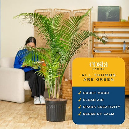 Costa Farms Majesty Palm Extra Large Live Plant in Plastic Pot, Large Indoor Houseplant, Perfect for Home, Room, or Office Decor, Great House Warming or Birthday Gift, 5-6 Feet Tall