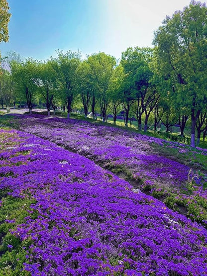 16,000 Creeping Thyme Seeds - Non-GMO Heirloom, Easy to Grow Drought Tolerant Low Maintenance, Perennial Aromatic Ground Cover for Garden & Landscaping Outdoor Planting