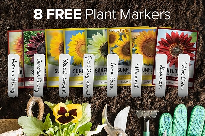 Gardeners Basics Sunflower Seeds for Planting Flowers - Velvet Queen, Skyscraper, Lemon Queen, Giant, Autumn Beauty, Chocolate Cherry, Dwarf Sunspot and Mammoth Bulk Outdoor Flower Garden, Pack of 8