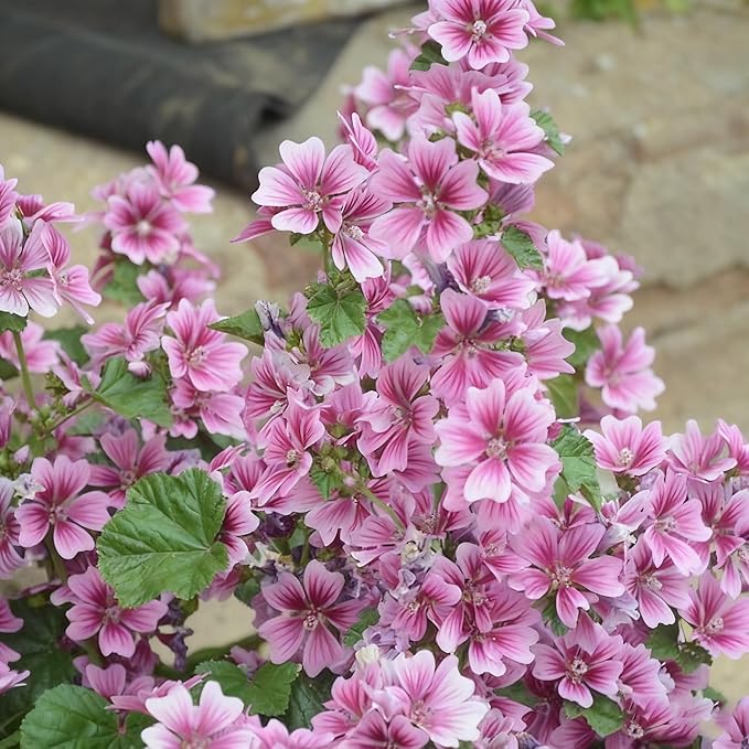 500+ Malva Seeds for Planting, Perennial Purple Malva Sylvestris Seed, Non-GMO Heirloom Mallow Flower Seeds for Home Garden Outdoor