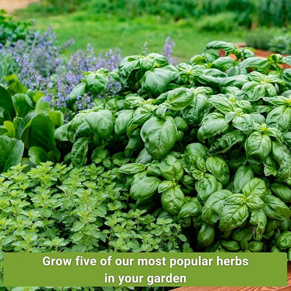Sow Right Seeds - Most Popular Herb Seed Collection for Planting - Mint, Lavender, Sweet Basil, Cilantro, and Parsley - 5 Packets with Instructions to Grow a Home Kitchen Garden or Hydroponics