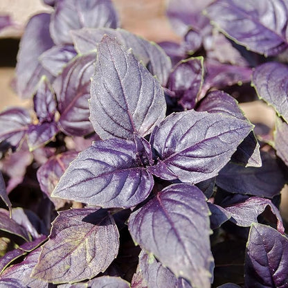Seed Needs Genovese Basil/Dark Opal Basil Seeds for Planting Fresh Kitchen Herbs - Non-GMO Heirloom & Untreated Annual Herb Seed to Plant a Culinary Garden Indoors or Outdoors