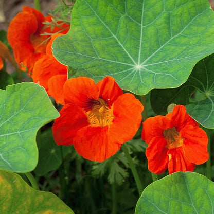 Outsidepride Double Gleam Orange Nasturtium Seeds - 200 Pcs Annual, Easy to Grow & Versatile, Flower Seeds for Planting Vibrant Blooms, Ideal for Gardens, Borders, and Pollinator Gardens