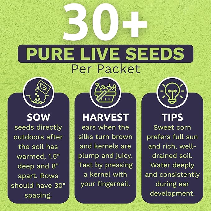 Sweet Yards Seed Co. Organic Enchanted Sweet Corn – Two Seed Packets! – Approx. 30 Open Pollinated Non-GMO Seeds 60 Total