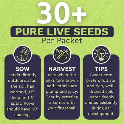 Sweet Yards Seed Co. Organic Enchanted Sweet Corn – Two Seed Packets! – Approx. 30 Open Pollinated Non-GMO Seeds 60 Total