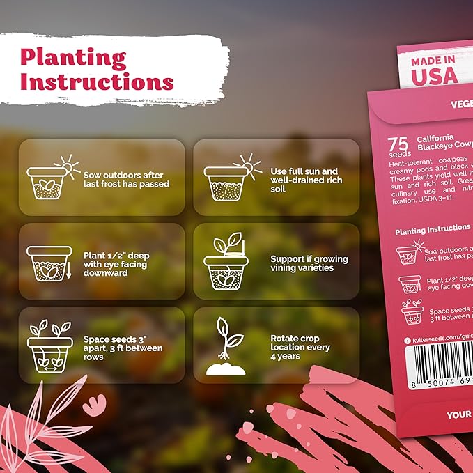 KVITER 75 California Black Eyed Peas Seeds for Planting (Vigna Unguiculata L.) — Cowpeas, Heirloom, Non GMO & Organic Peas, Field Peas, Heavy Yield — Vegetable Seeds for Outdoor Garden, Containers