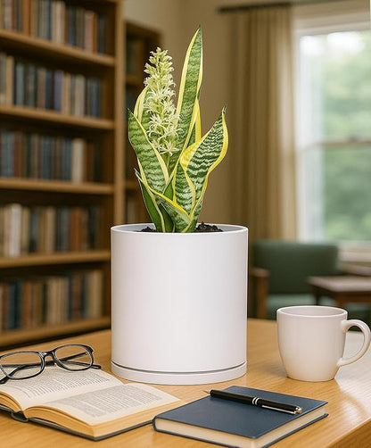 D'vine Dev Double-Layer Planter Set – Rotating Plastic Cachepot with Clear Inner Liner for Root Health, Perfect for Indoor Plants, 6.5", White, 73-U-A-2