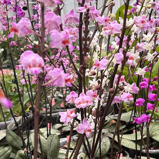 Jaggar Cross Exotics Best Orchid Fuel! Better Than MSU Fertilizer - RO/Rain/Tap Water (Half Pint - 8 oz)