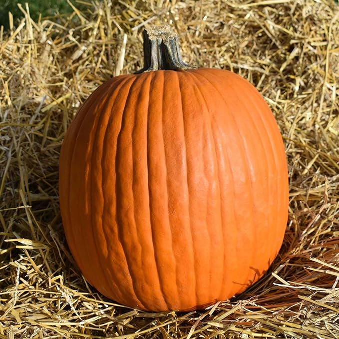 Eden Brothers Pumpkin Seeds - Howdens Field Non-GMO Seeds for Planting, 1 Pound | High-Yielding, Fast Growing Vegetable Seeds, Plant During Warm Season, Zones 3, 4, 5, 6, 7, 8, 9, 10
