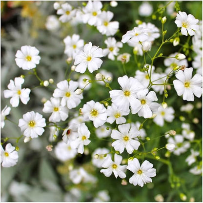 Seed Needs White Baby's Breath Seeds for Planting - Heirloom & Open Pollinated Annual Flowers - Perfect for a Butterfly Garden, Bouquets & Floral Arrangements (1 Pack)