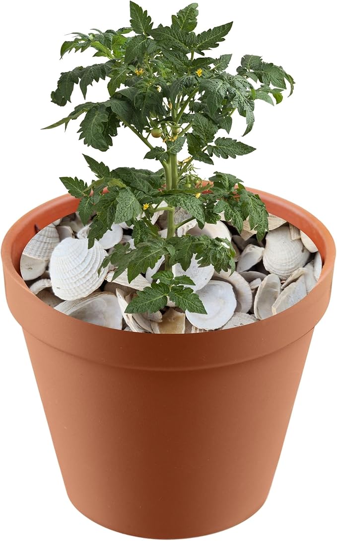 Versatile Shells for Outdoor Landscaping - Ideal Decorative Rocks for Plants Indoor & Outdoor, White Shell, Landscaping Stones. 2 Quart