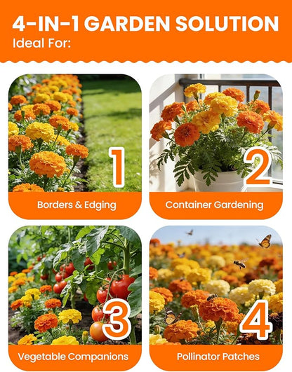 Tri-Color Marigold Seeds for Planting | 15,000+ Heirloom French Marigold Flower Seeds | Non-GMO, High Germination, USA Grown for Outdoor Gardens & Borders