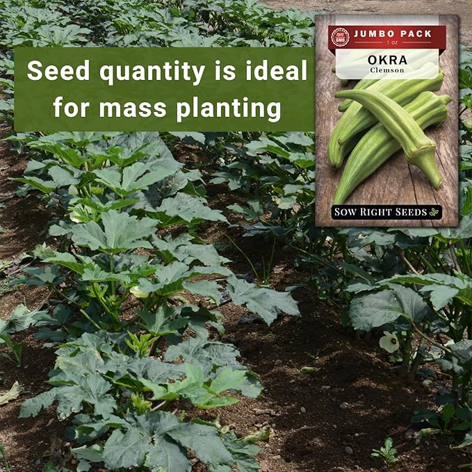 Sow Right Seeds - Bulk Clemson Spineless Okra Seeds for Planting - 1 Ounce, 525 Seeds - Non-GMO Heirloom Jumbo Pack with Instructions to Plant a Home Garden - Make Fried Okra - Abundance of Greens