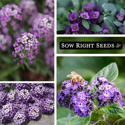 Sow Right Seeds - Bulk Alyssum Seeds for Planting - 2.5 Grams, 6200 Seeds - Non-GMO Heirloom Jumbo Pack with Instructions to Plant a Home Flower Garden - Grow Loads of Beautiful Bed Filling Flowers